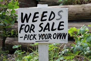 weeds for sale